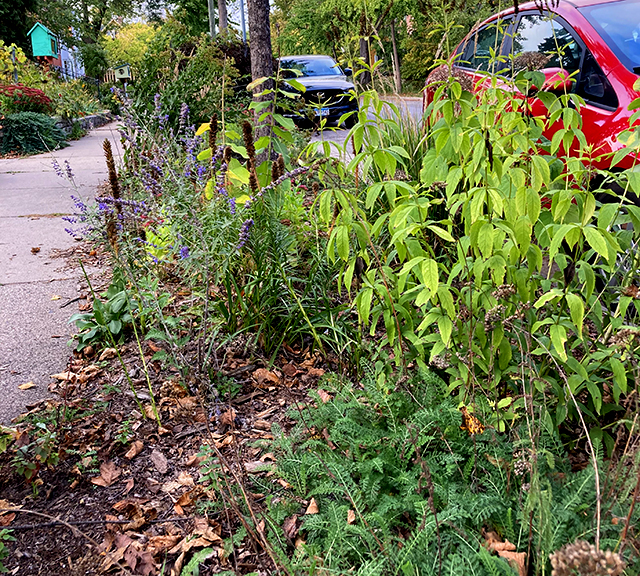 Minnesota's Lawns to Legumes program is less about the money that’s available and more about providing coaching as well as “social acceptance” of doing something different with their lawns.